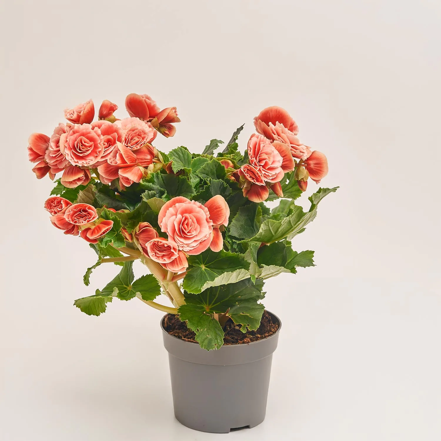 Бегонія Боріас, артикул: 1201 Зображення товару Бегонія Боріас, артикул: 1201