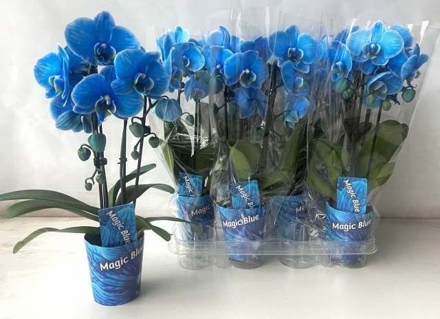 Зображення товару Фаленопсис фарб. каскад 1ст., артикул: 56336