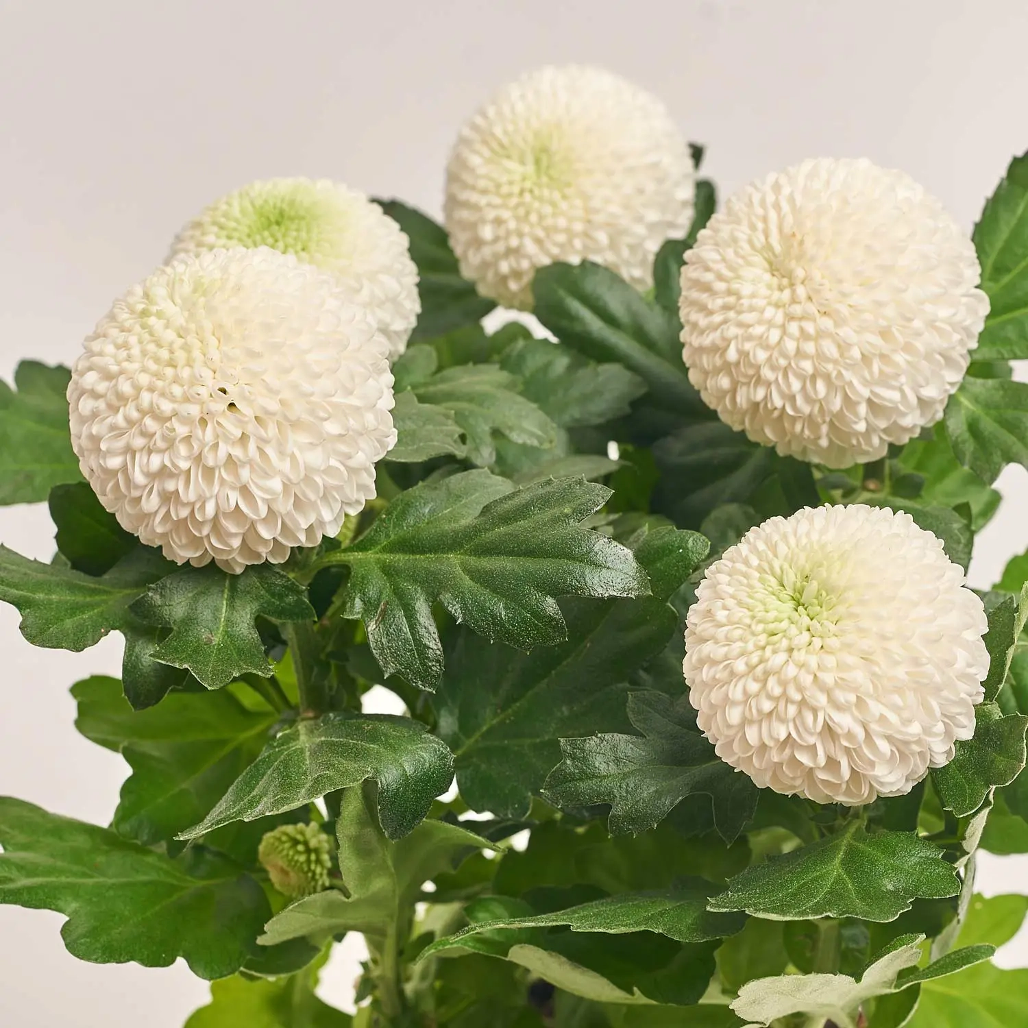 Зображення товару Хризантема Еббі мікс, артикул: 38549