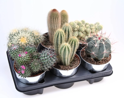 Зображення товару Кактус мікс у цинк. горщ., артикул: 57017