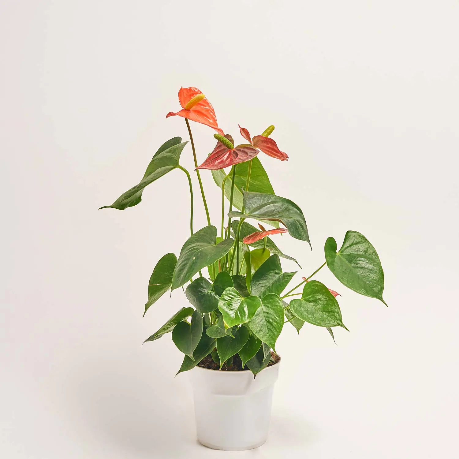 Зображення товару Антуріум Оранж Чемпіон, артикул: 2243