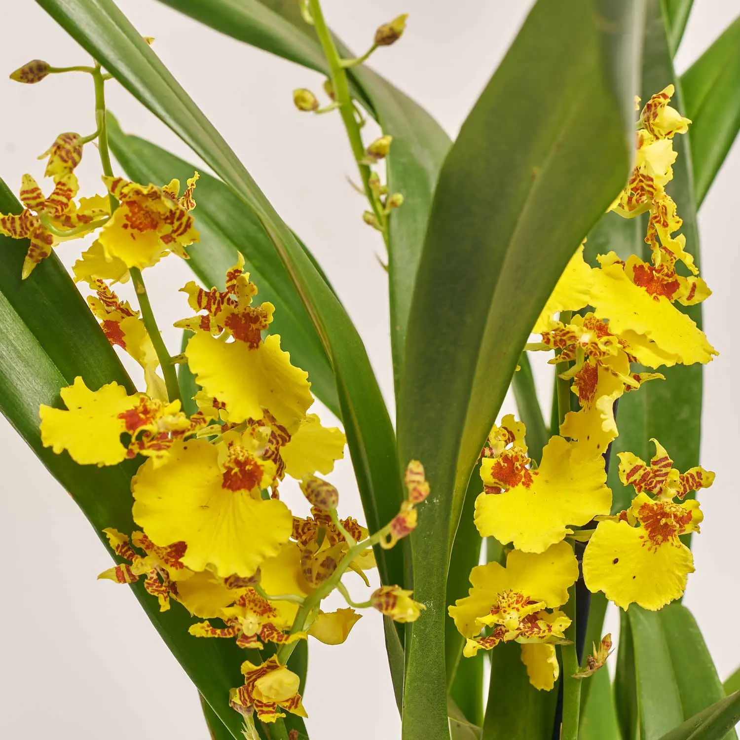 Зображення товару Онцидіум 3ст. жовтий, артикул: 54054