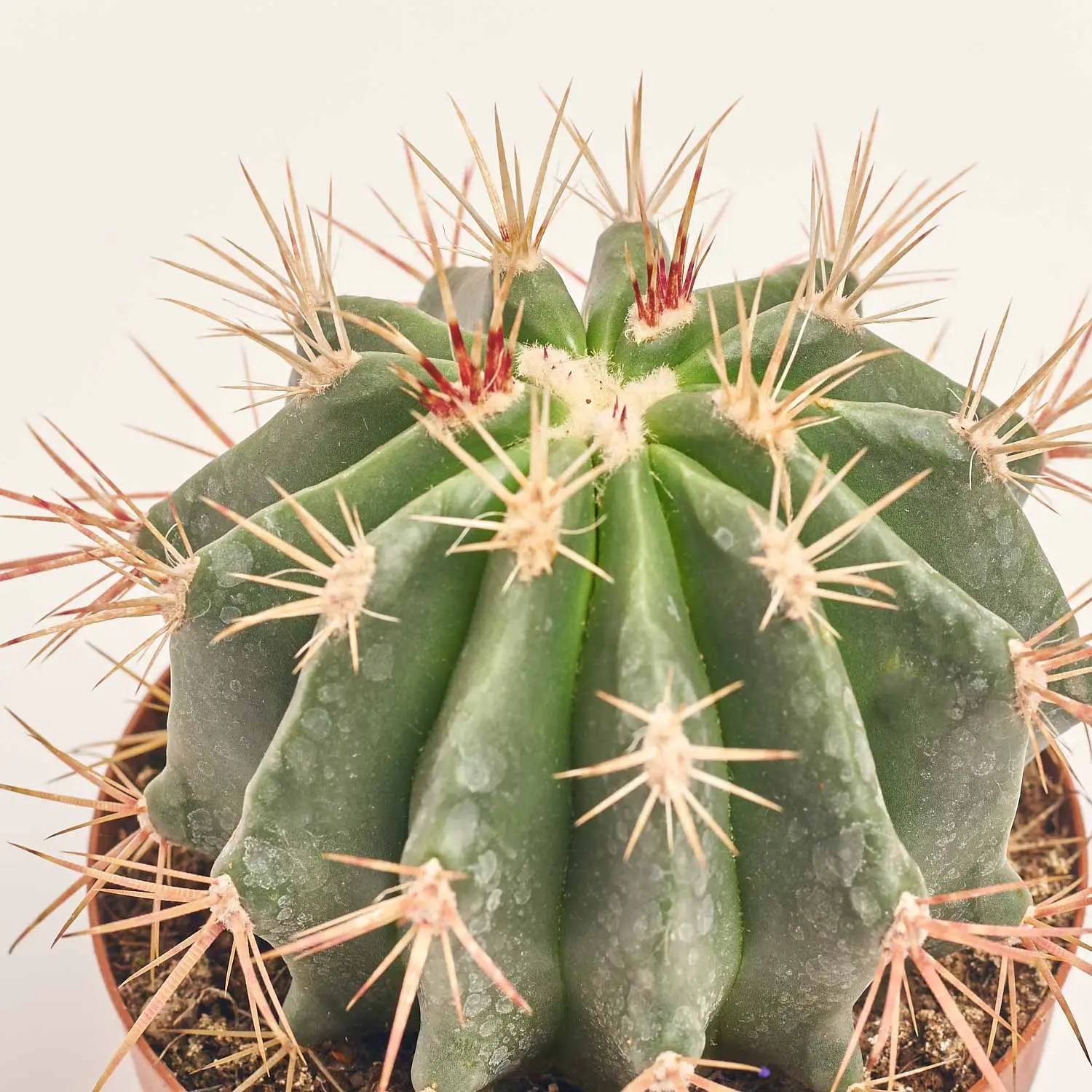 Зображення товару Кактус Бол мікс, артикул: 53324