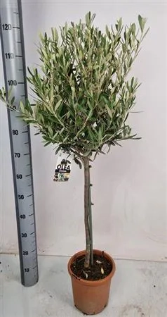 Зображення товару Оливкове дерево штамб., артикул: 51136