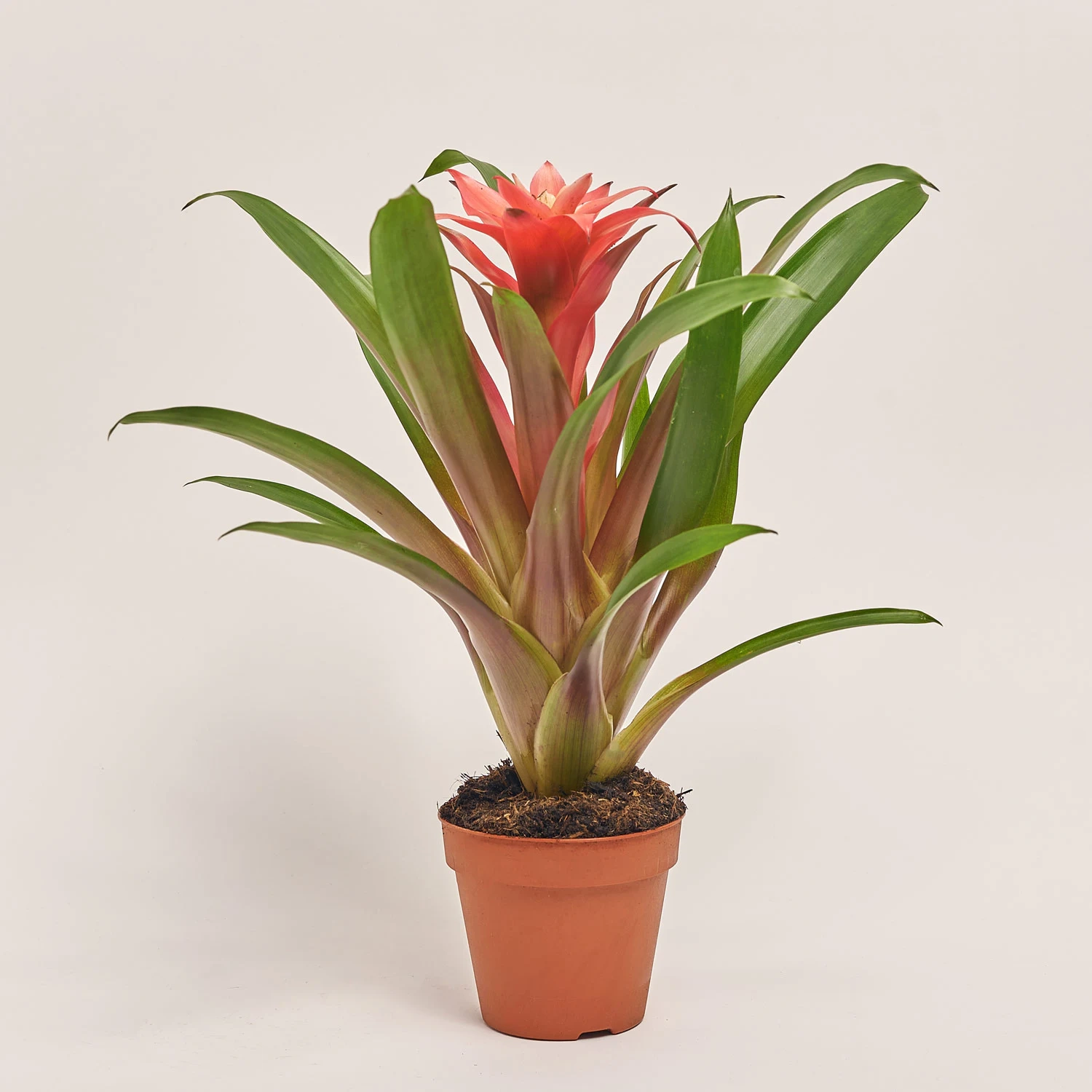 Зображення товару Гузманія Ліббі, артикул: 54366