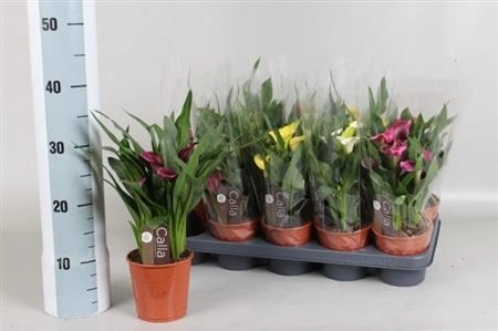 Зображення товару Зантедескія мікс, артикул: 30206