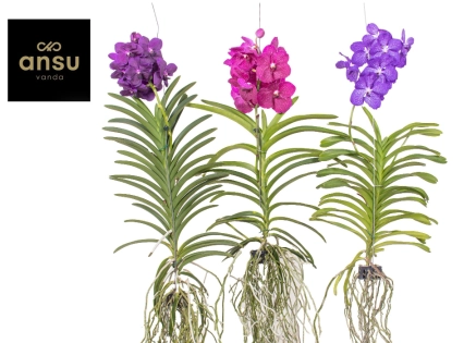 Ванда мікс xxl, артикул: 54339 Зображення товару Ванда мікс xxl, артикул: 54339