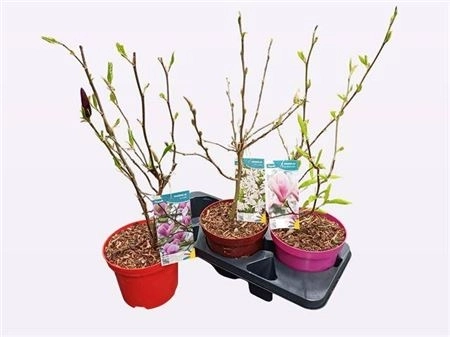 Магнолія мікс, артикул: 46554 Зображення товару Магнолія мікс, артикул: 46554