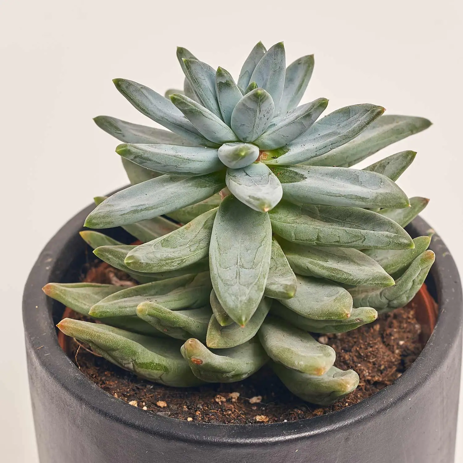 Зображення товару Сукулент мікс в кер., артикул: 46317