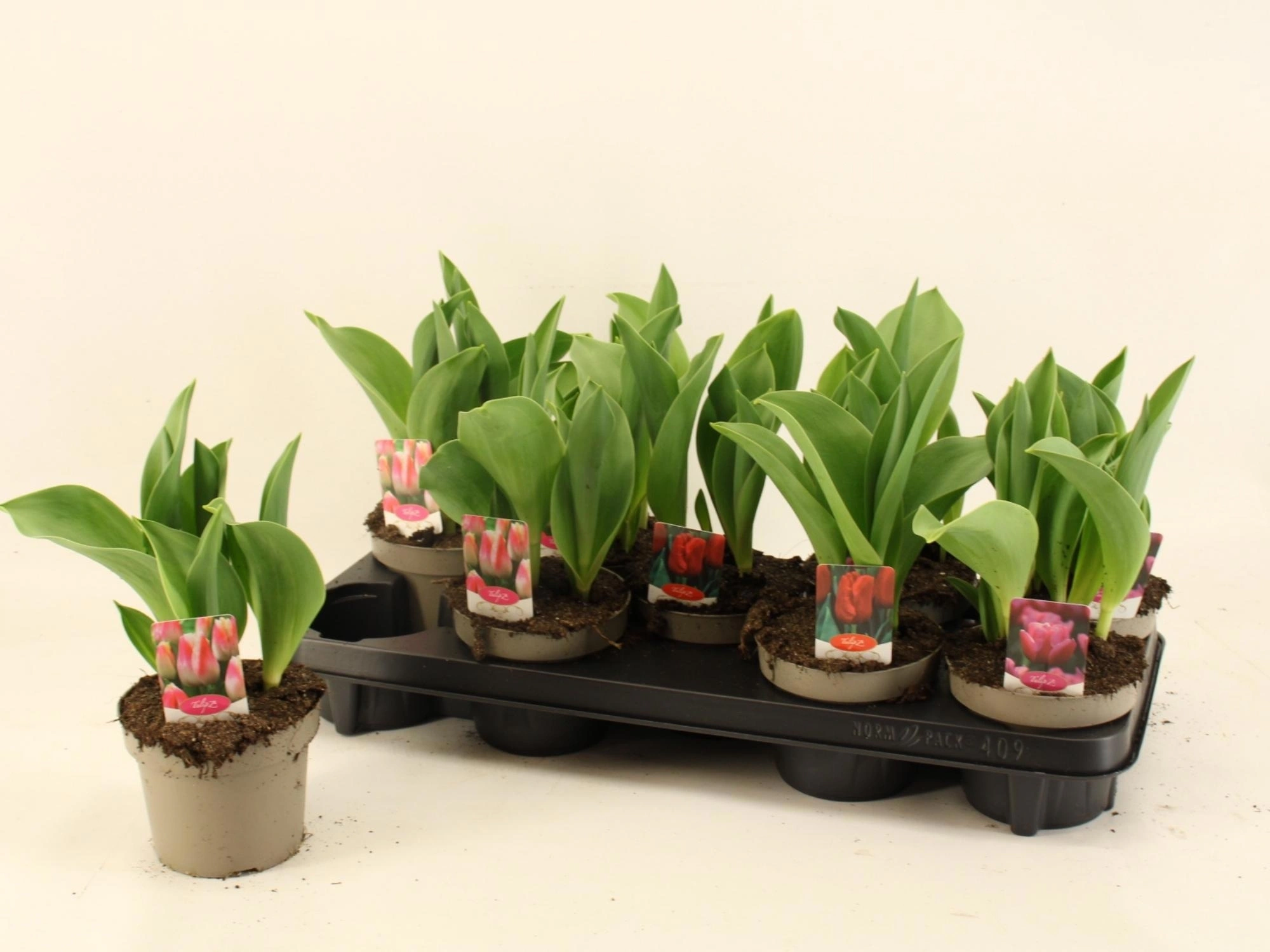 Зображення товару Тюльпан мікс, артикул: 56728