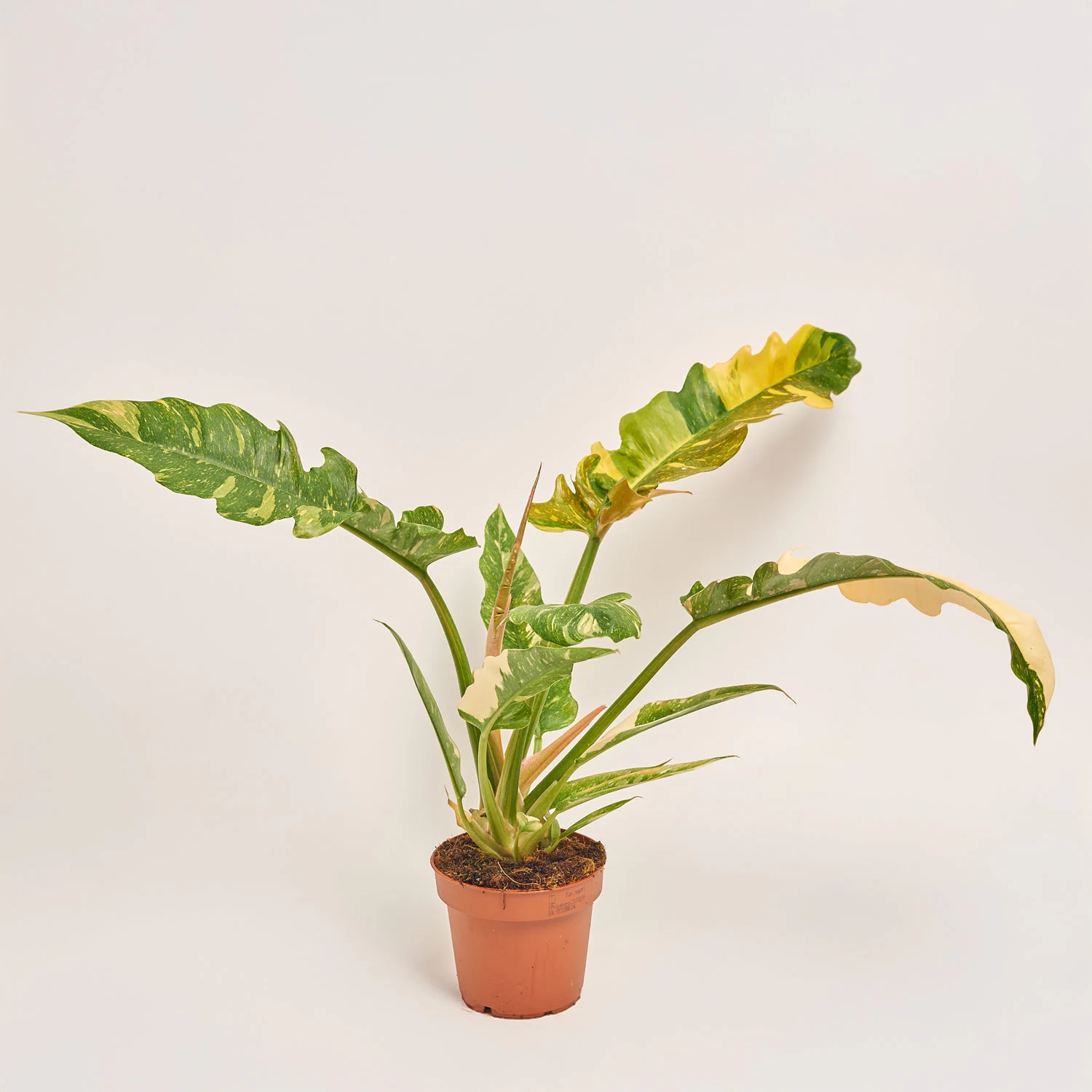 Зображення товару Філодендрон Рінг Фаєр, артикул: 51829