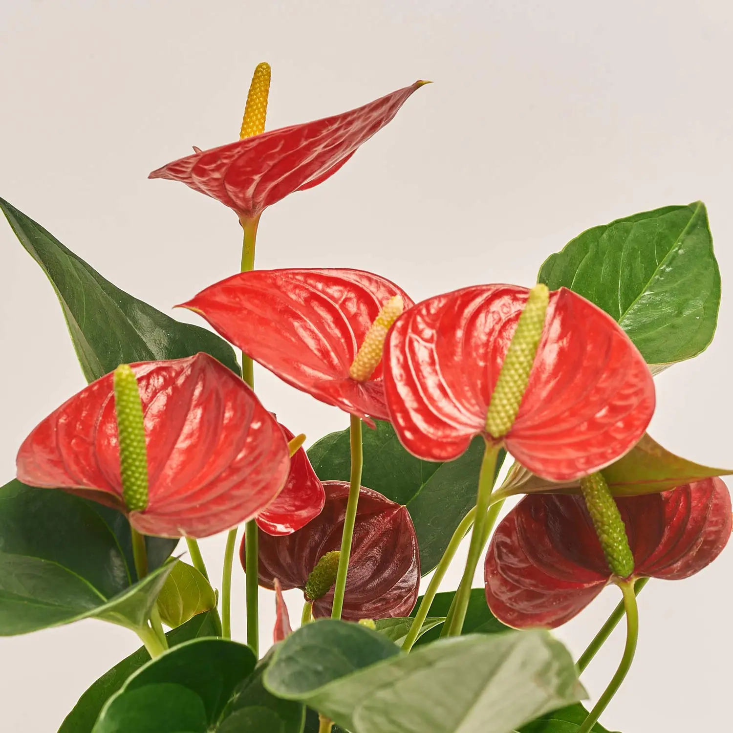 Зображення товару Антуріум Даймонд Ред, артикул: 26733