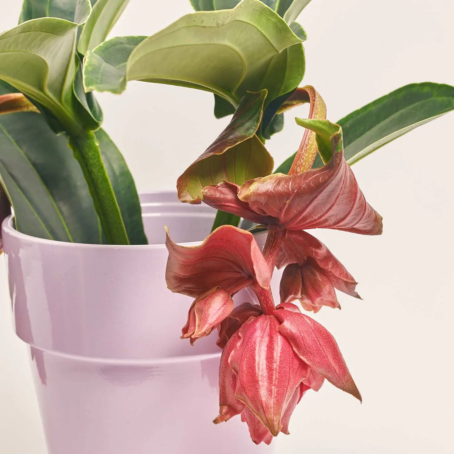 Медініла та Кашпо Сет 423, артикул: 51647 Зображення товару Медініла та Кашпо Сет 423, артикул: 51647