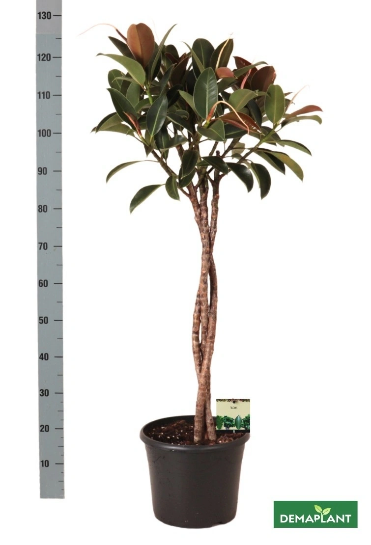 Зображення товару Фікус ел Мелані штамб., артикул: 57190