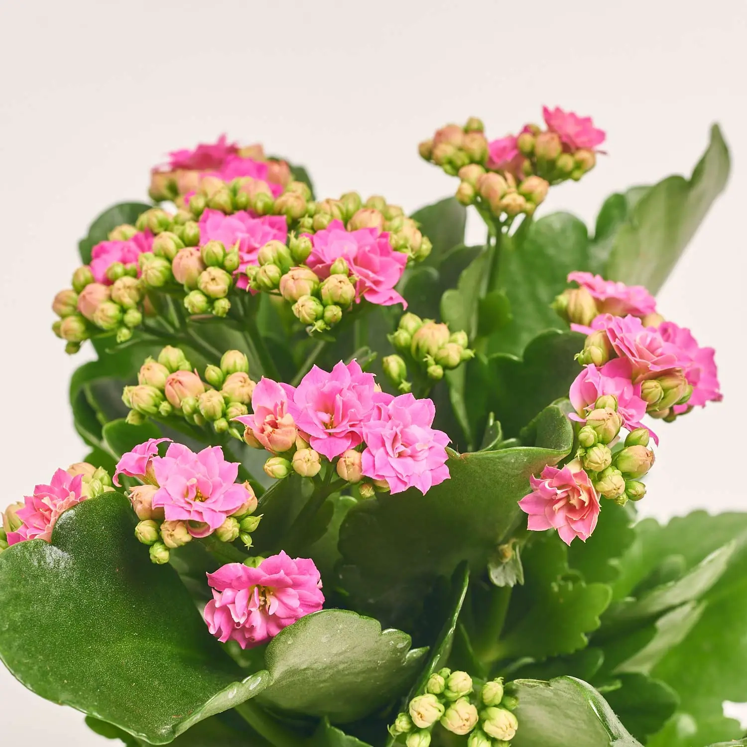 Зображення товару Каланхоє Роял мікс, артикул: 54597