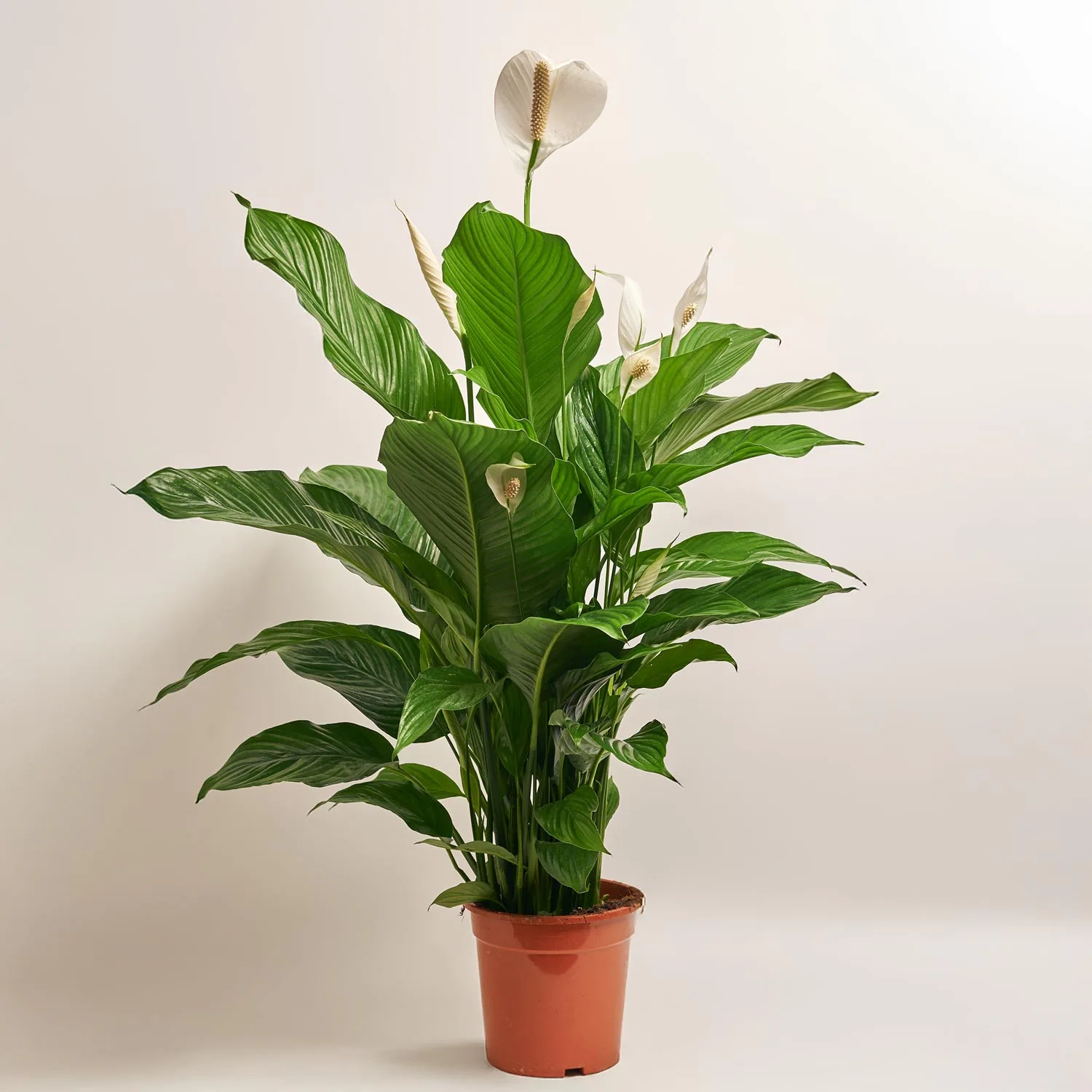 Спатифіллум Світ Лауретта, артикул: 5228 Зображення товару Спатифіллум Світ Лауретта, артикул: 5228