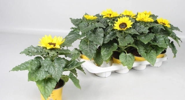 Зображення товару Геліантус Сенсейшн, артикул: 57687