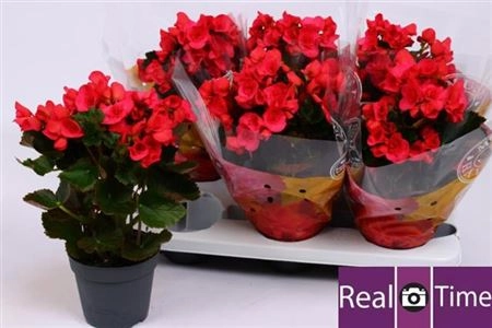 Зображення товару Бегонія Серена, артикул: 35945