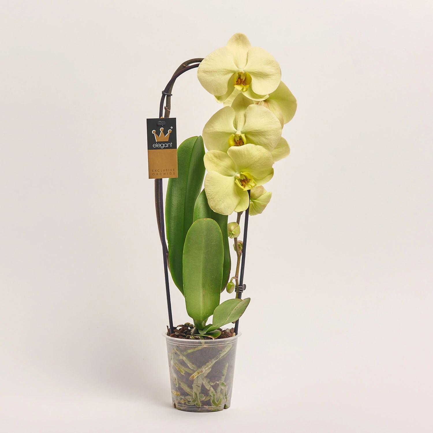 Зображення товару Фаленопсис каскад 1ст. мікс, артикул: 19689