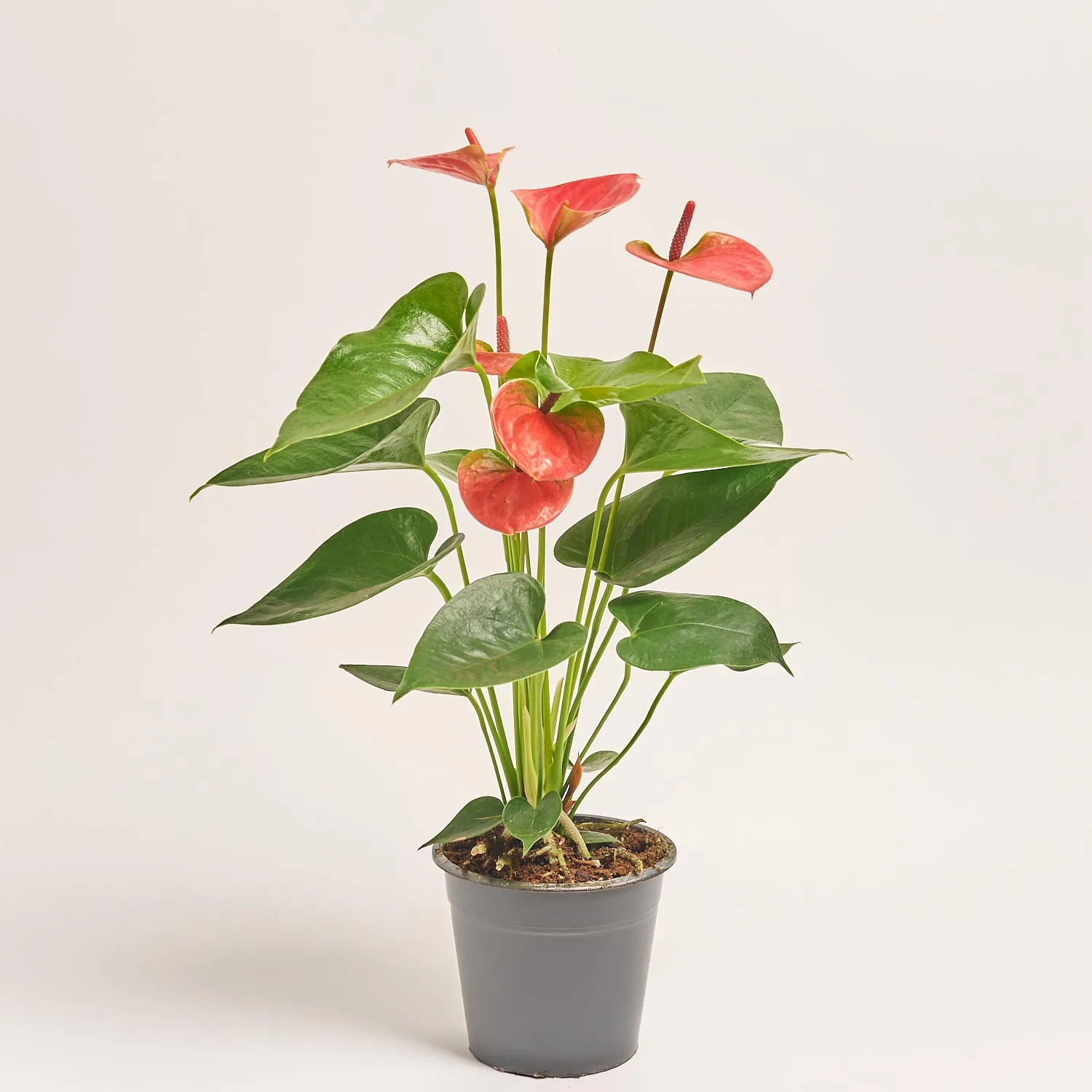 Зображення товару Антуріум Світ Дрім, артикул: 37417