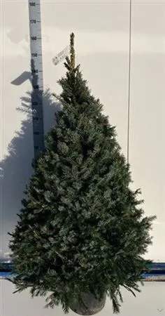 Ялина Оморіка, артикул: 54120 Зображення товару Ялина Оморіка, артикул: 54120