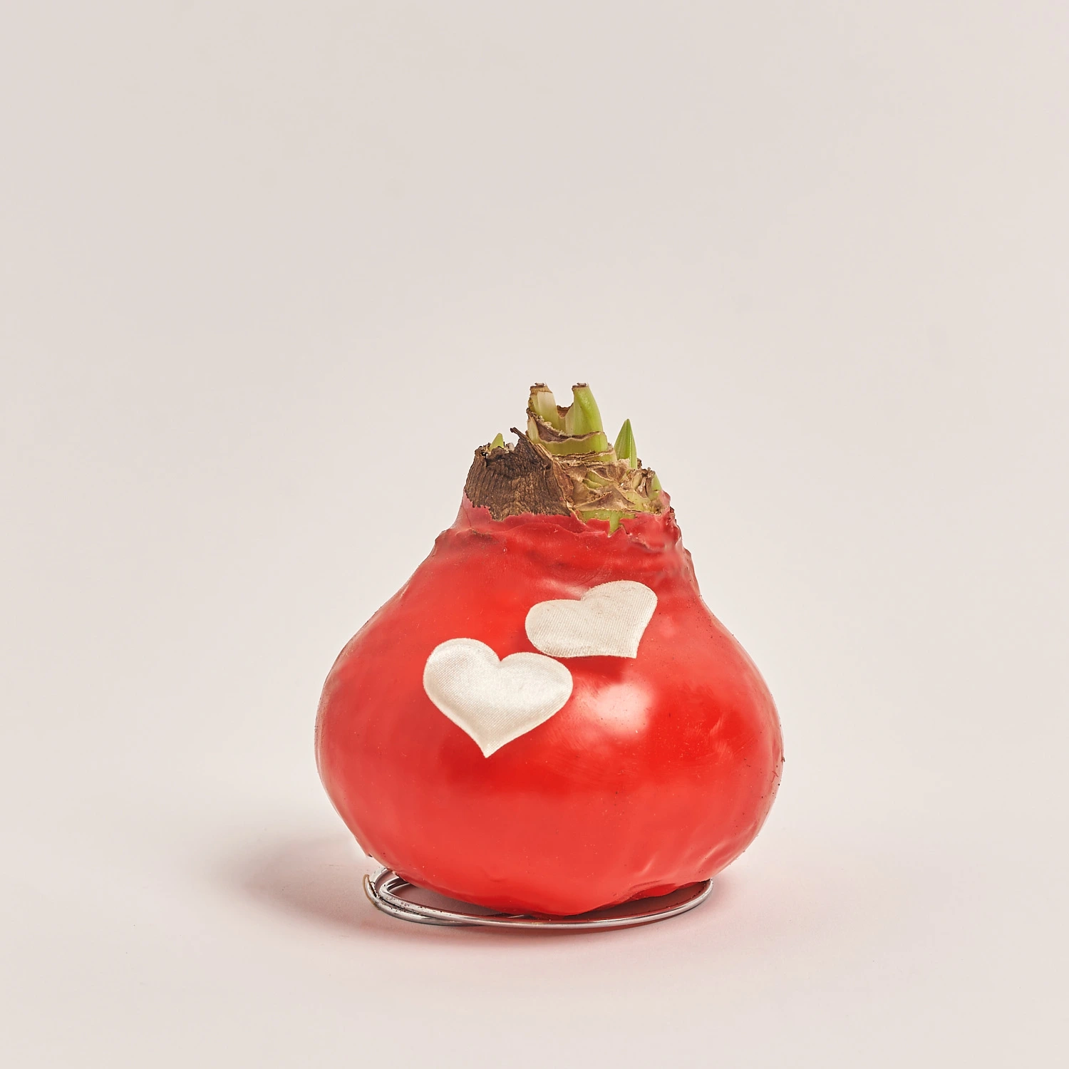 Зображення товару Амариліс "Лав" у воску, артикул: 55443