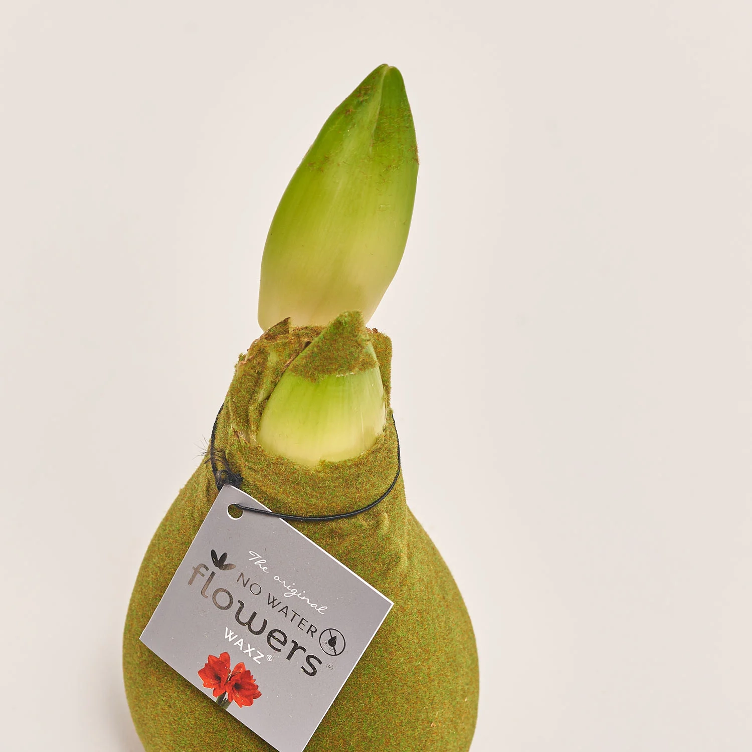 Амариліс "Вельвет Тач" Мос Грін, артикул: 54182 Зображення товару Амариліс "Вельвет Тач" Мос Грін, артикул: 54182