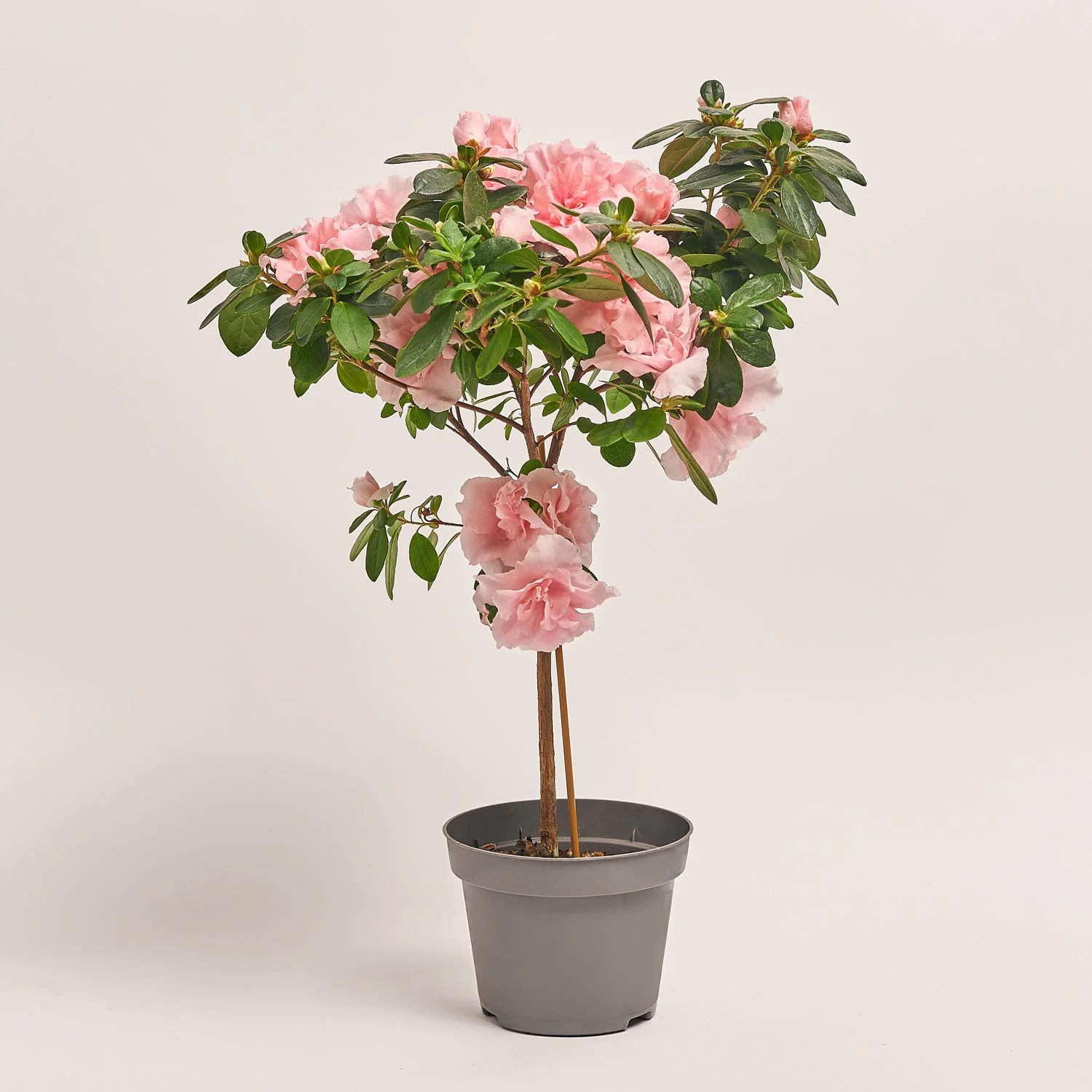 Азалія мікс штамбова, артикул: 1186 Зображення товару Азалія мікс штамбова, артикул: 1186