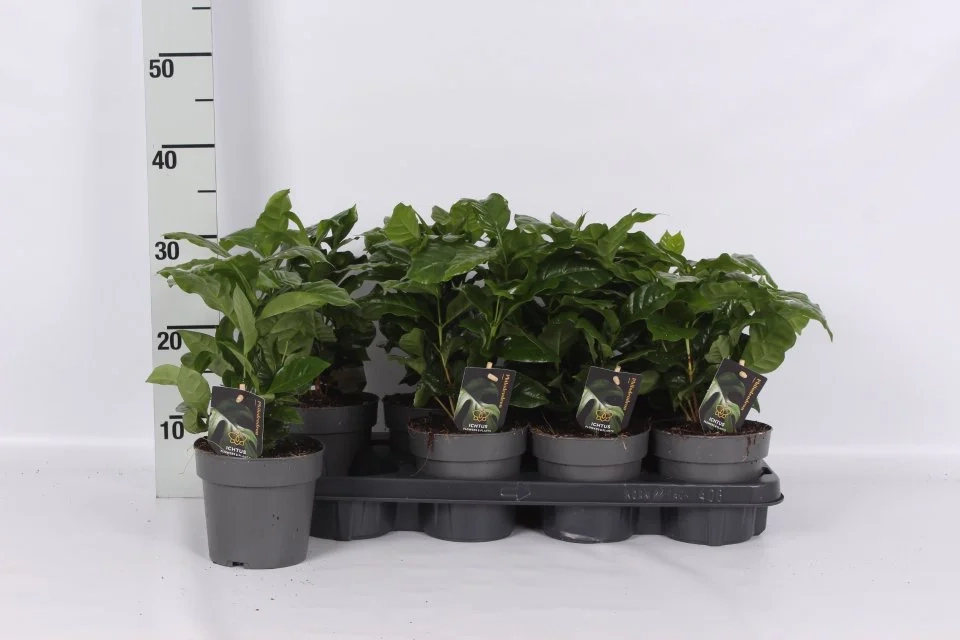 Зображення товару Кава Арабіка, артикул: 57537