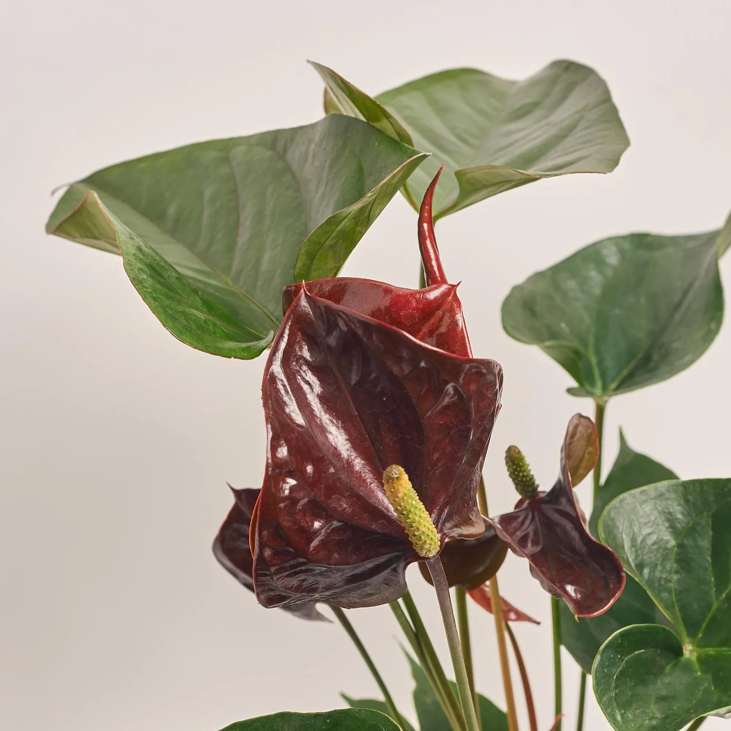 Зображення товару Антуріум мікс, артикул: 1174