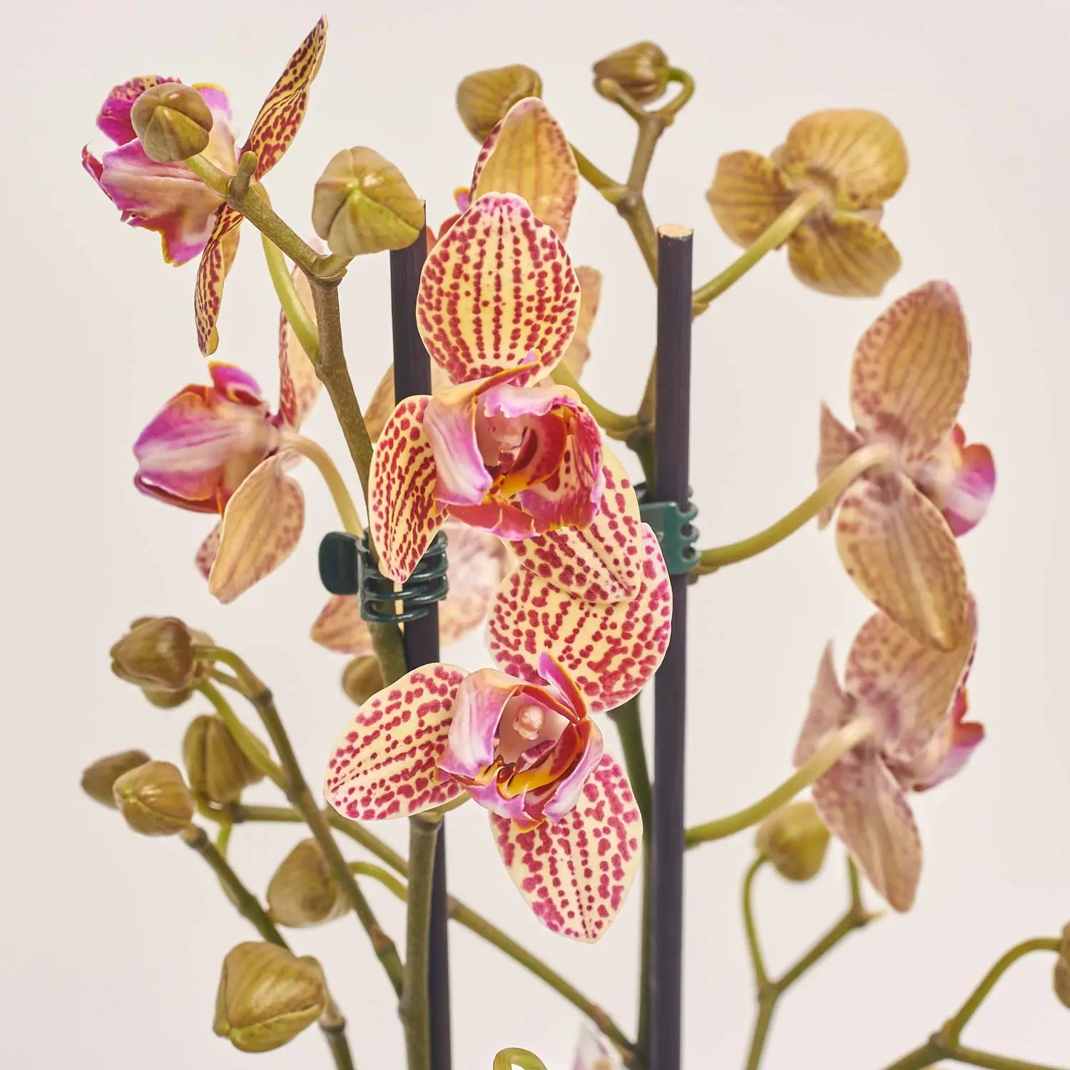 Зображення товару Фаленопсис 2ст. мікс, артикул: 25844