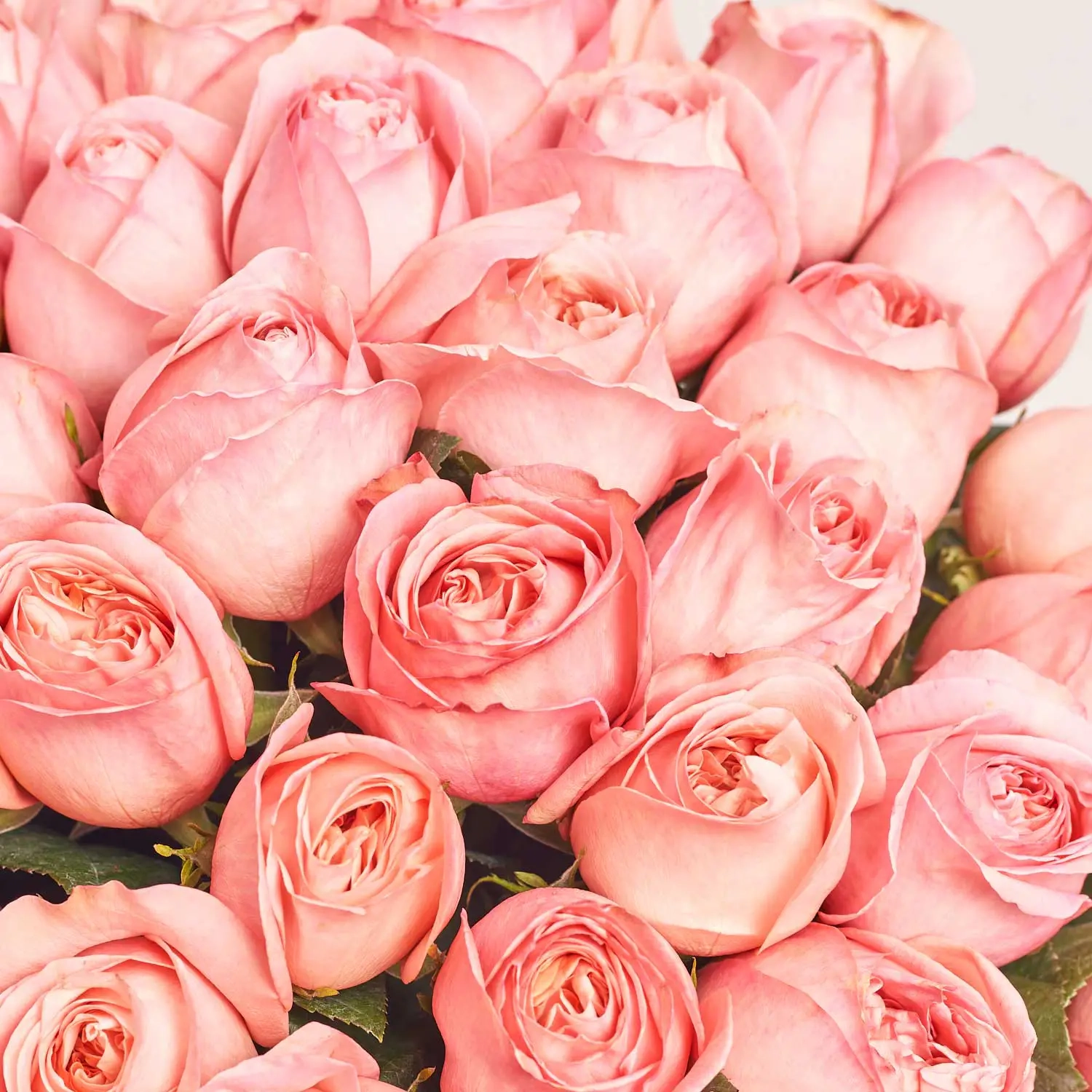 Зображення товару Букет 51 Рожева Піоновидна Троянда F832, артикул: 56422