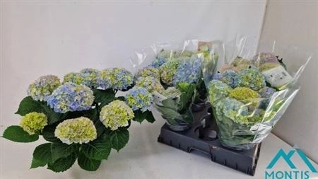 Зображення товару Гортензія блакитна 9ст., артикул: 45887