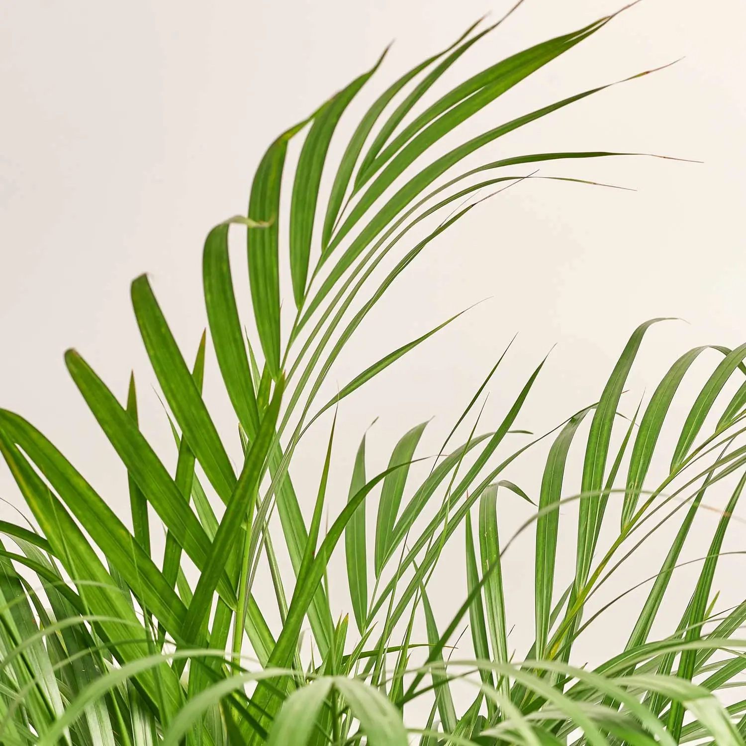 Зображення товару Дипсіс Лутесценс, артикул: 38523