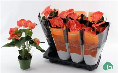 Зображення товару Антуріум Флоріда, артикул: 55852