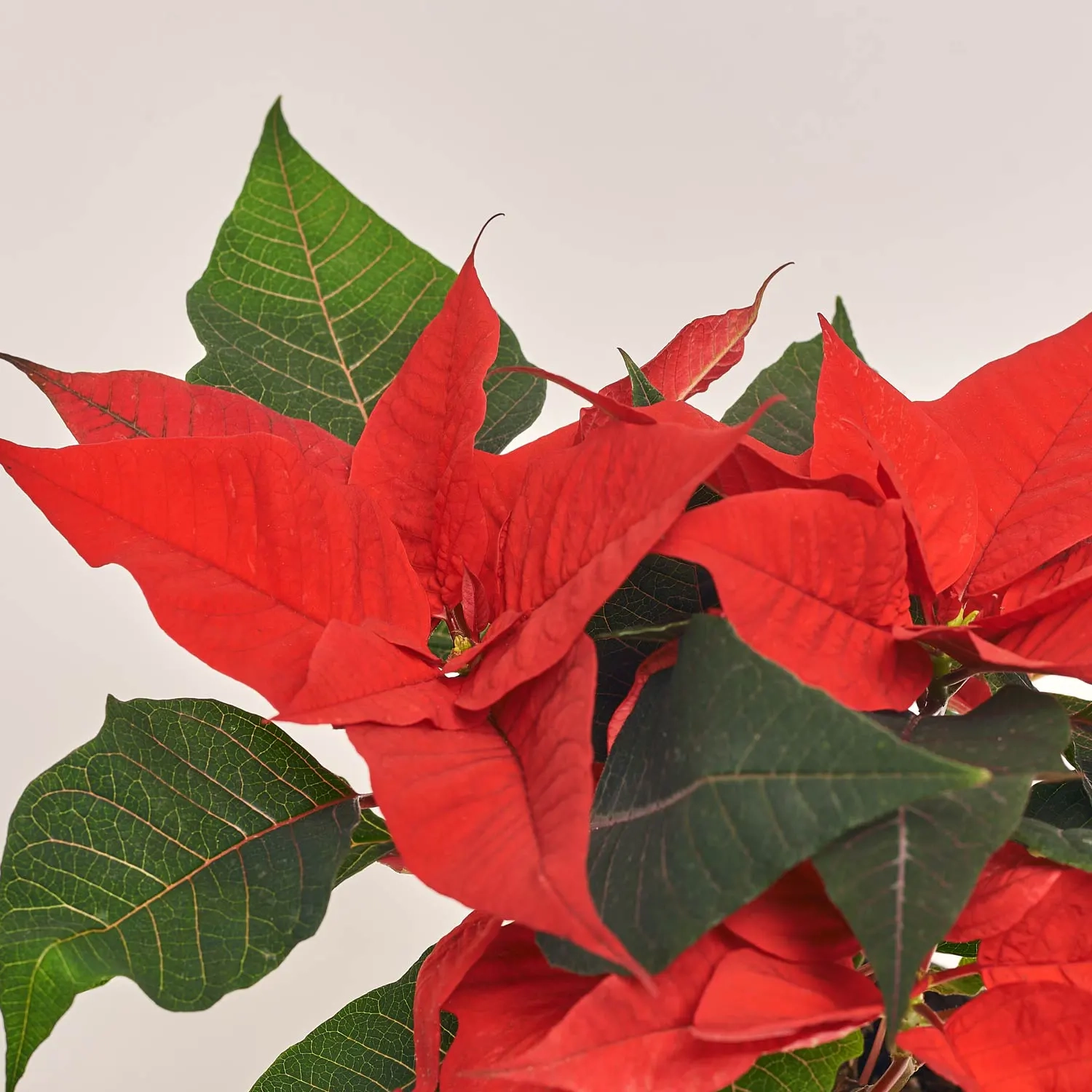 Зображення товару Пуансетія Крісмас Юніверс, артикул: 54726