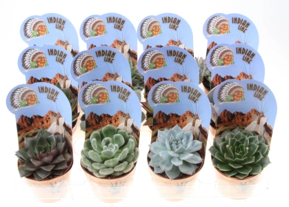 Зображення товару Ехеверія "Індіан Лайн" мікс, артикул: 57019