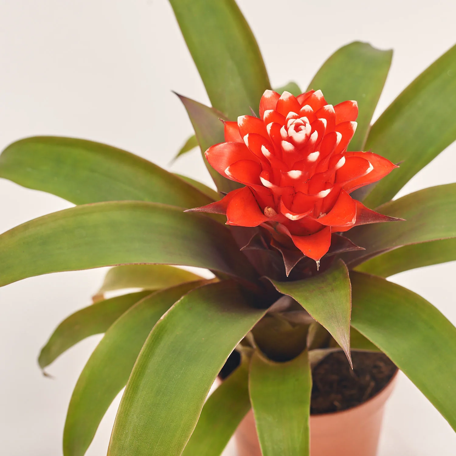 Зображення товару Гузманія та Кашпо Сет 345, артикул: 56290