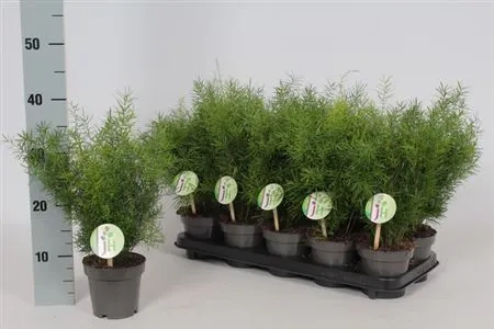 Зображення товару Аспарагус Спренгері, артикул: 54311