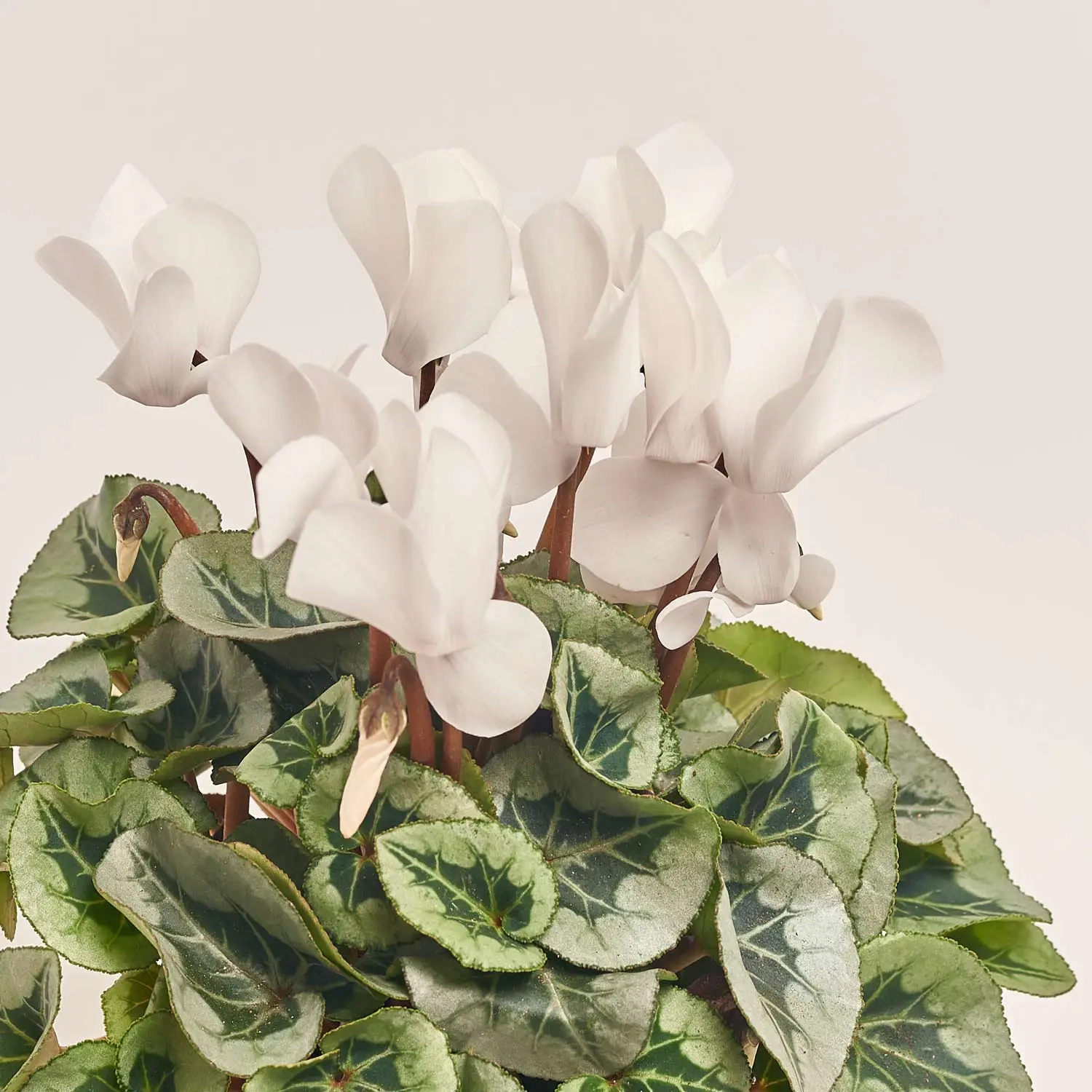 Зображення товару Цикламен Супер Рембренд мікс, артикул: 51018