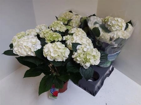 Зображення товару Гортензія біла 11ст., артикул: 28147
