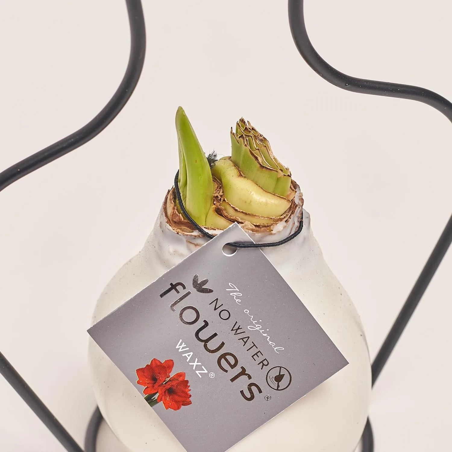 Зображення товару Амариліс "Класік Формз" у воску, артикул: 53630