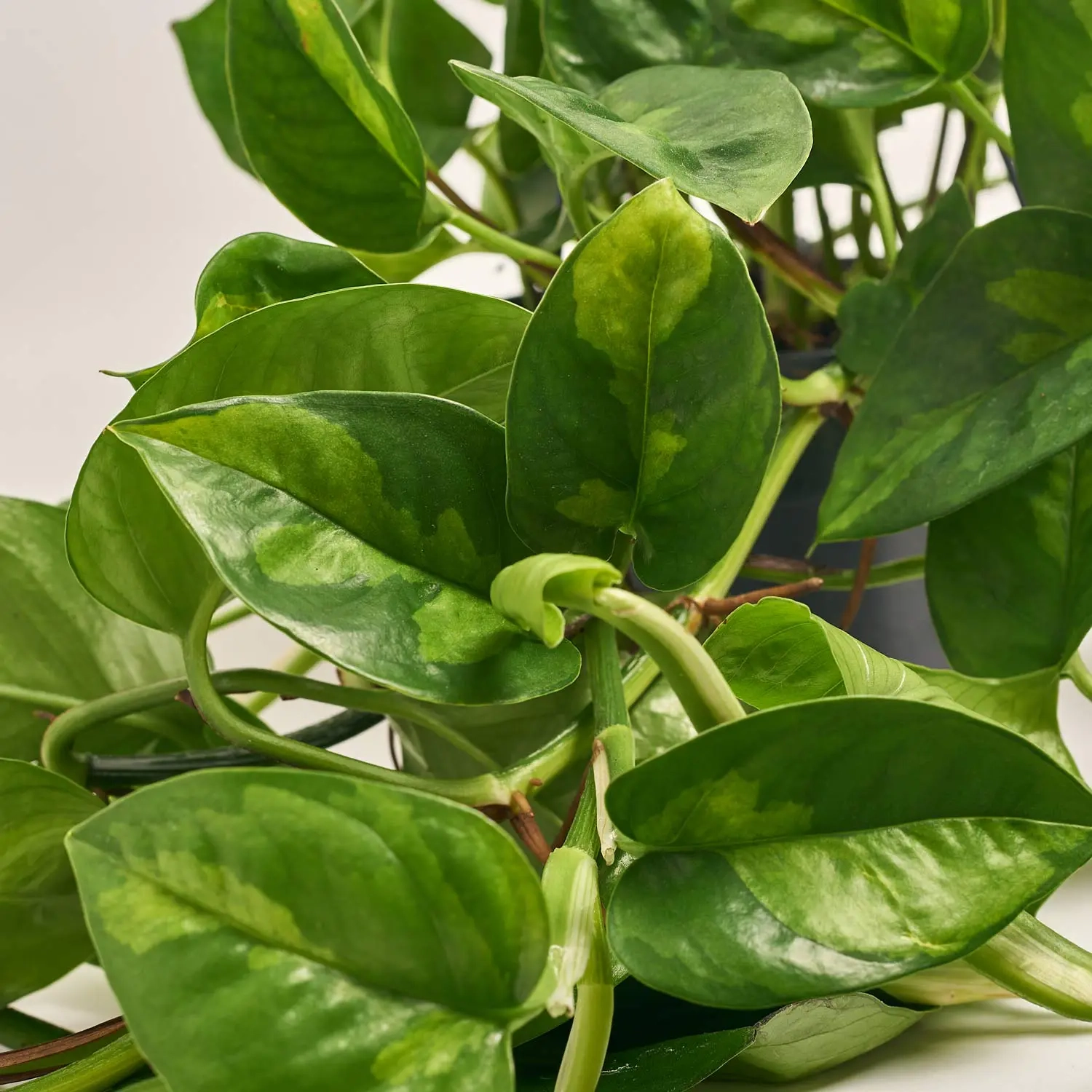 Зображення товару Епіпремнум Глобал Грін, артикул: 54806