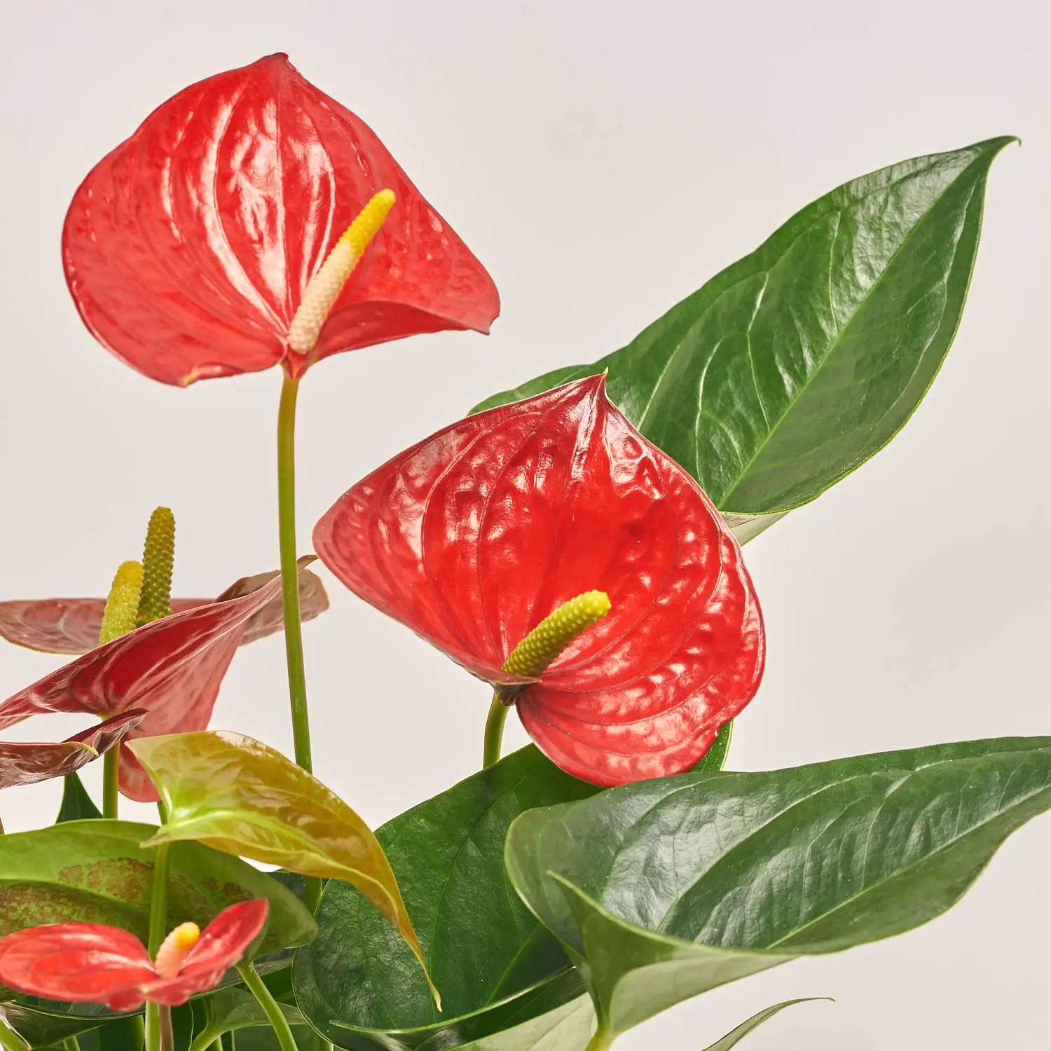 Антуріум Даймонд Ред, артикул: 51973 Зображення товару Антуріум Даймонд Ред, артикул: 51973