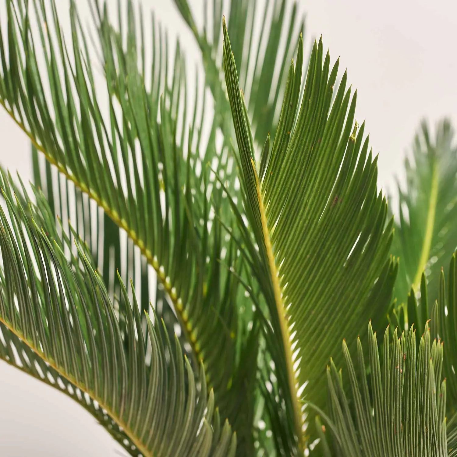 Зображення товару Цикас Революта, артикул: 56987