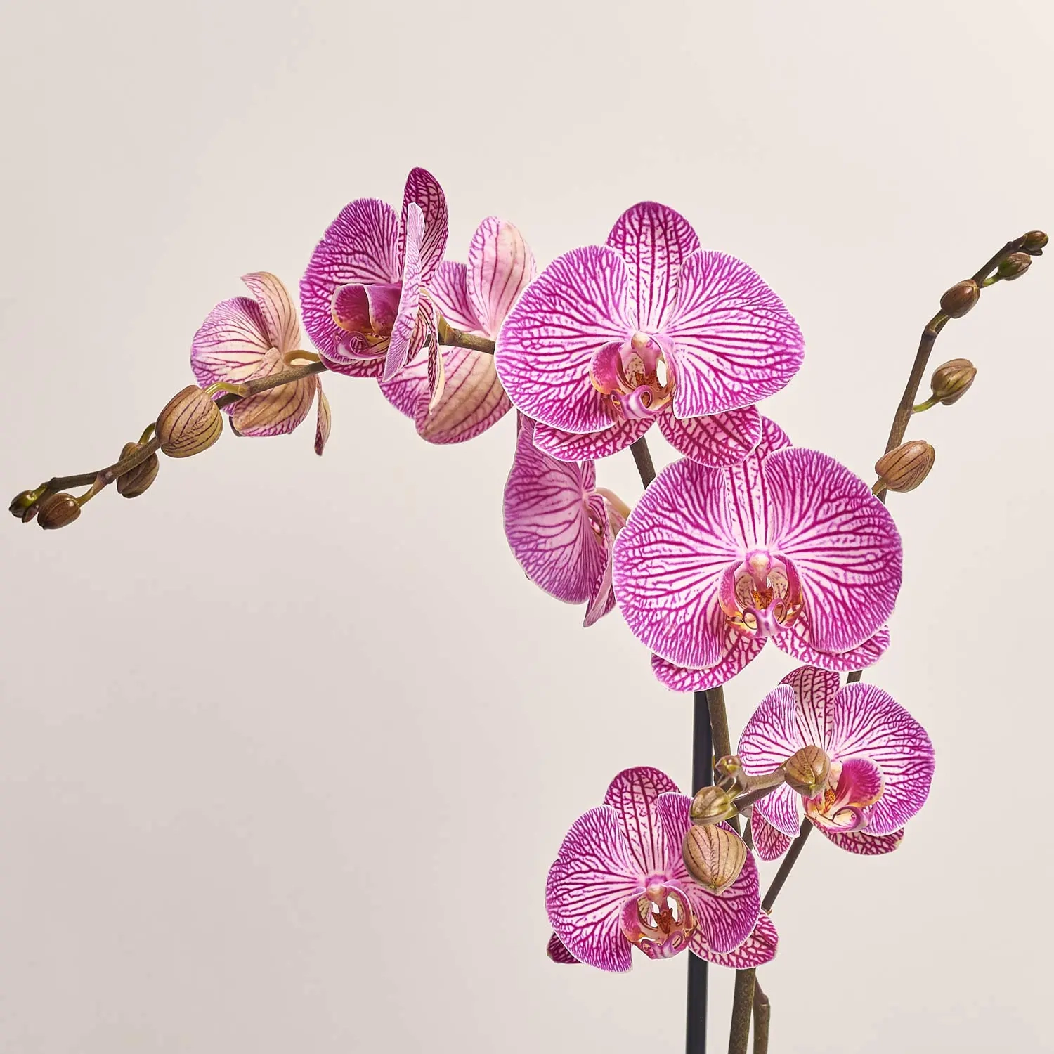 Фаленопсис 1ст. мікс, артикул: 18850 Зображення товару Фаленопсис 1ст. мікс, артикул: 18850