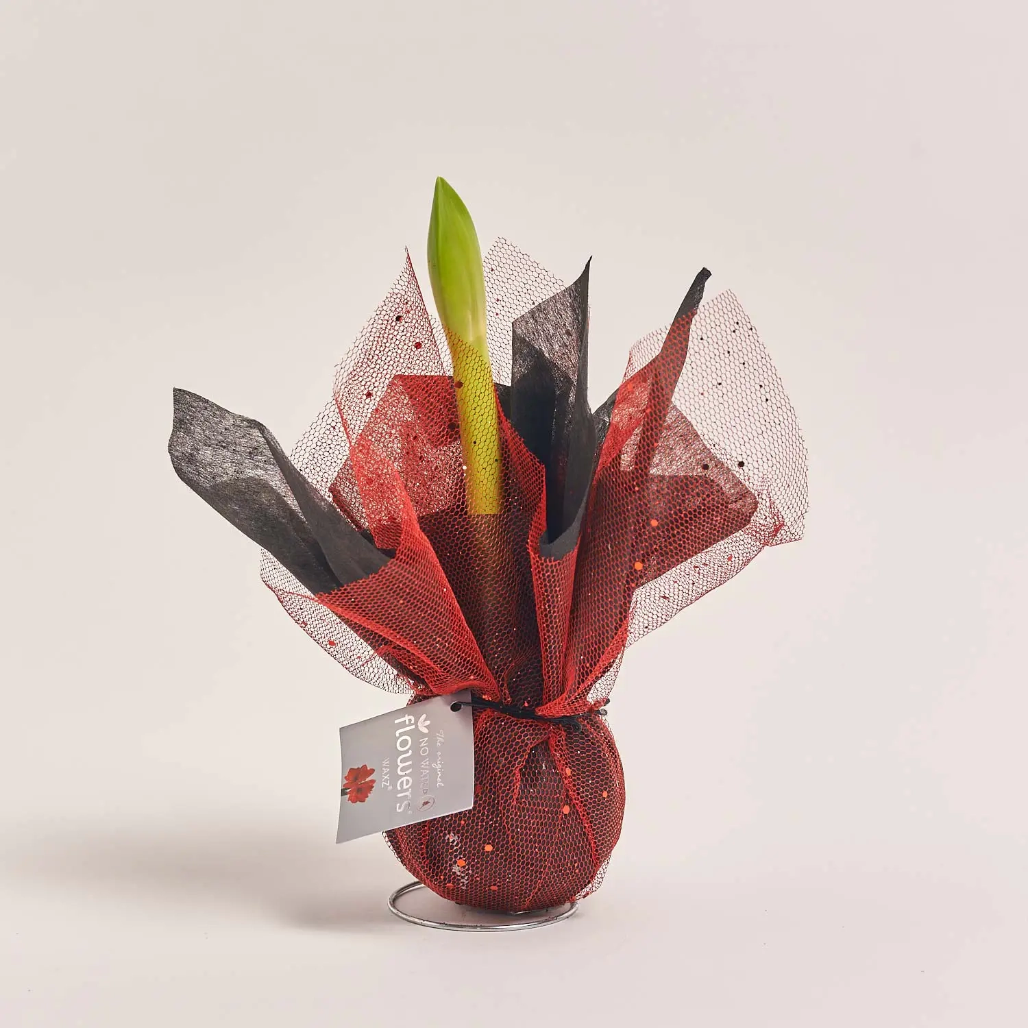 Зображення товару Амариліс мікс у воску, артикул: 54508