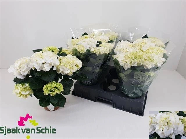 Зображення товару Гортензія біла 7ст., артикул: 56046
