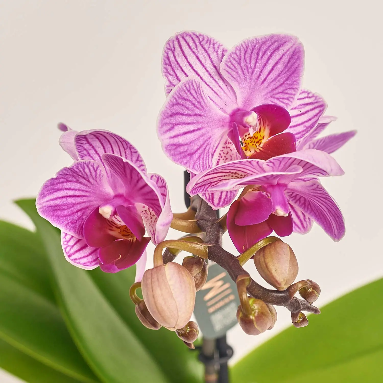 Зображення товару Фаленопсис мультифлора 1ст. мікс, артикул: 53125