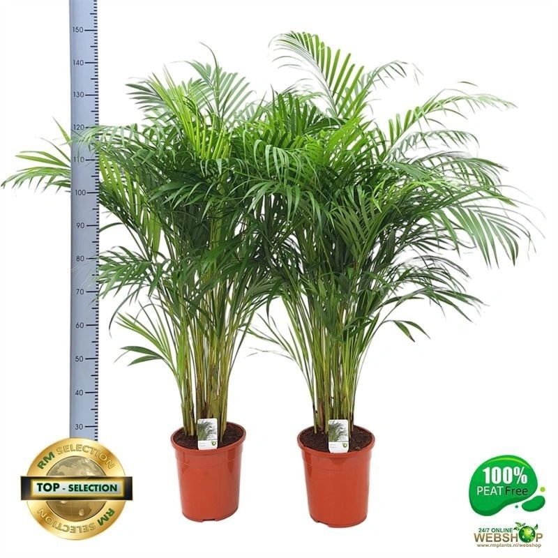 Зображення товару Дипсіс Лутесценс, артикул: 57507